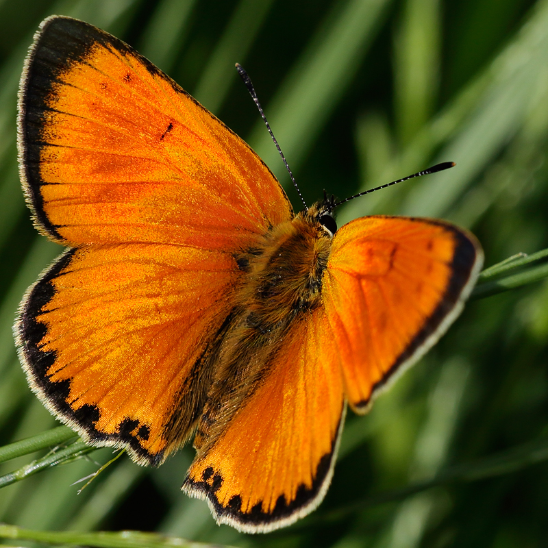 Lycaena virgaureae (miegii)