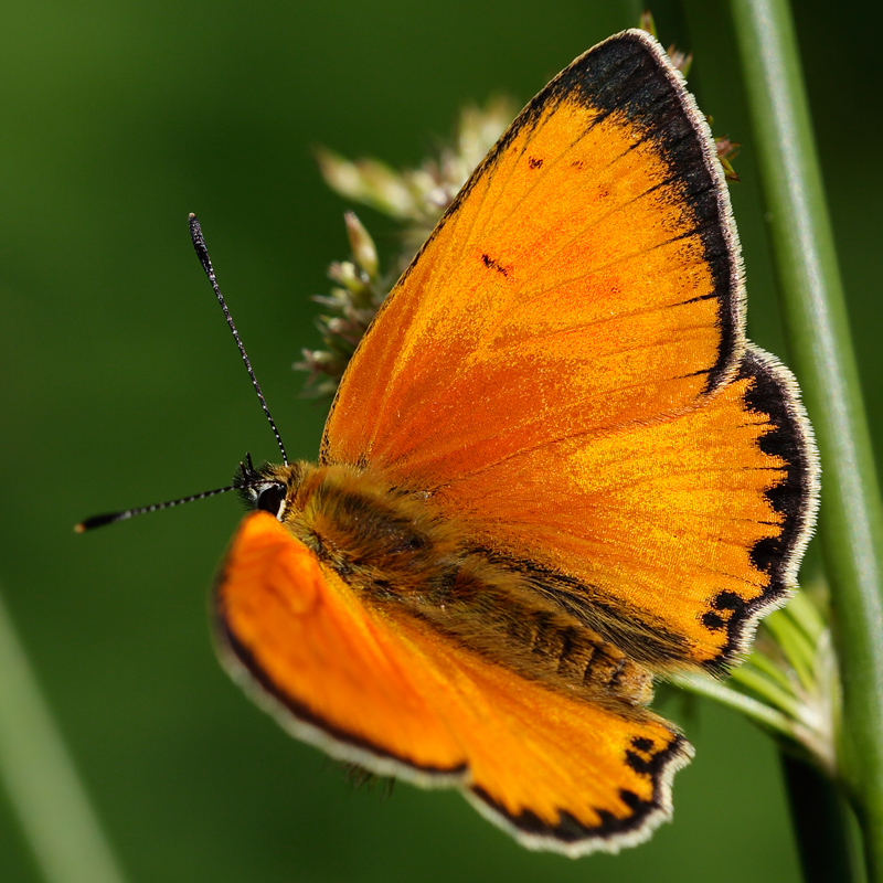 Lycaena virgaureae (miegii)