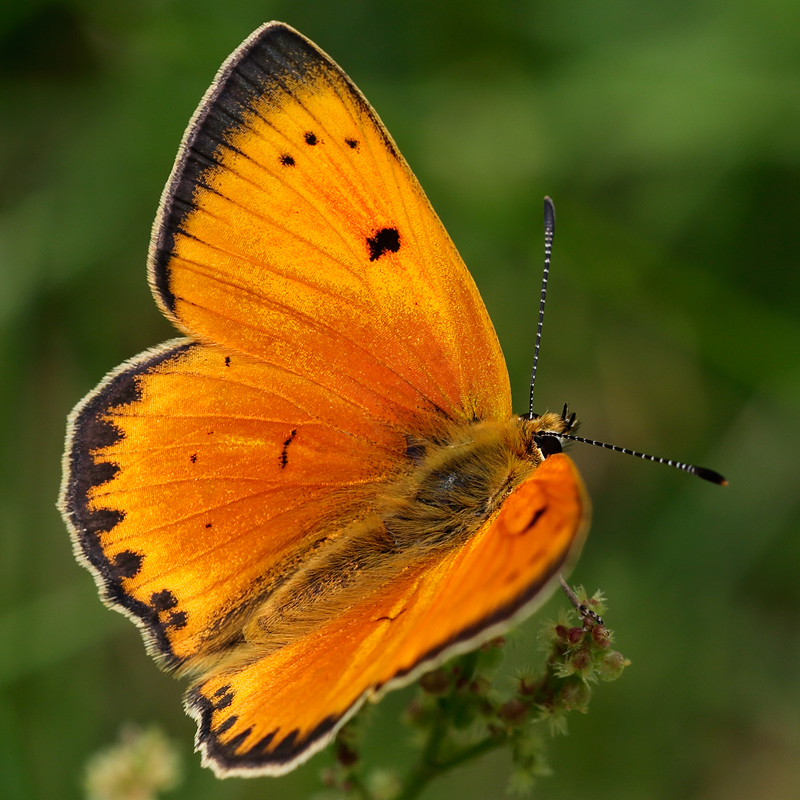Lycaena virgaureae (miegii)