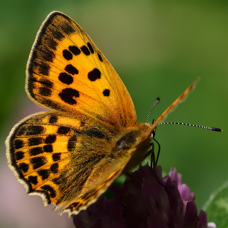 Lycaena virgaureae (miegii)