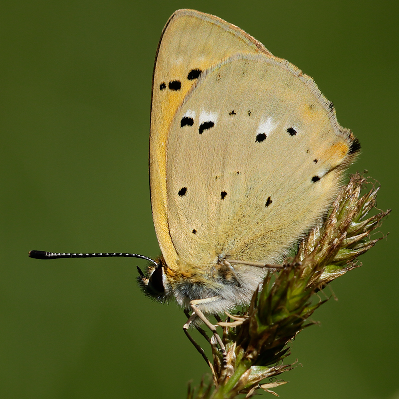Lycaena virgaureae (miegii)