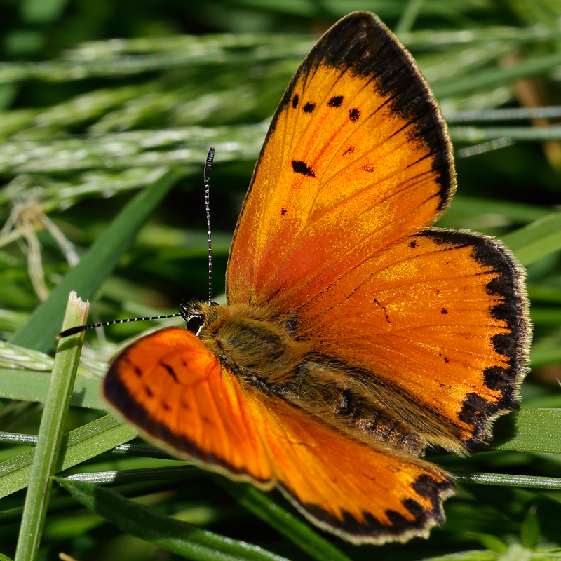 Lycaena virgaureae (miegii)