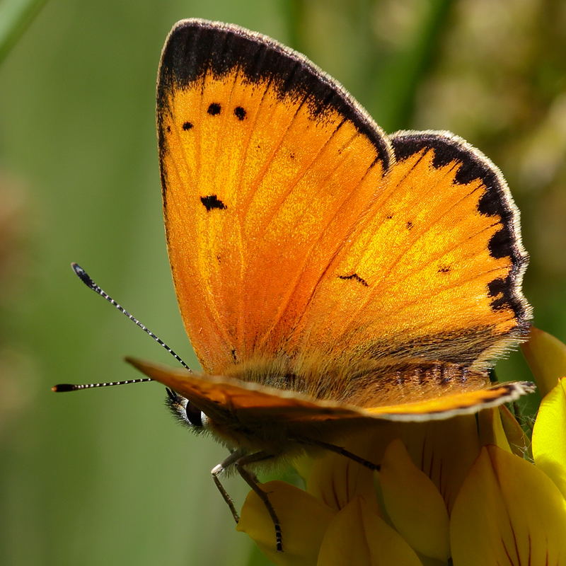 Lycaena virgaureae (miegii)