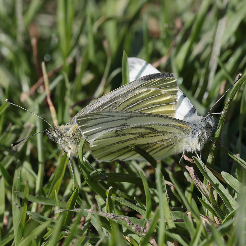 Pieris napi
