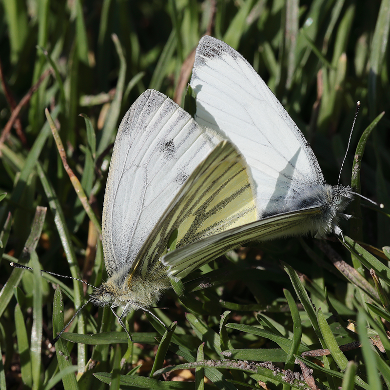 Pieris napi