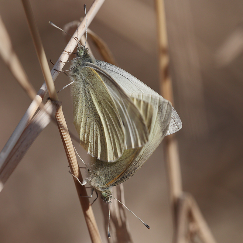 Pieris rapae
