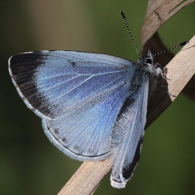 Celastrina argiolus