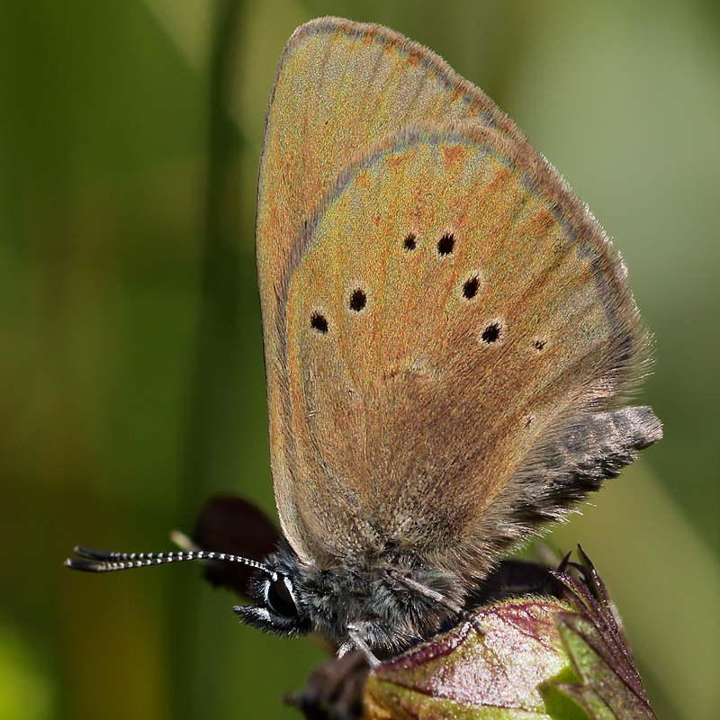 Phengaris nausithous