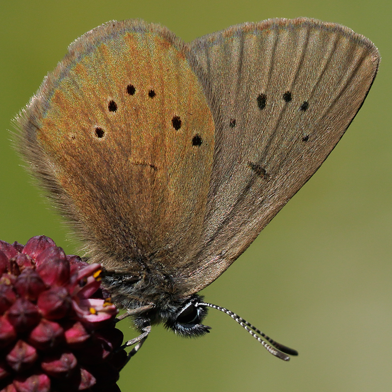 Phengaris nausithous
