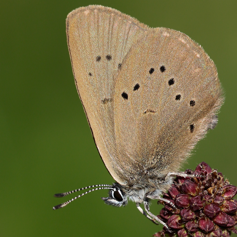 Phengaris nausithous