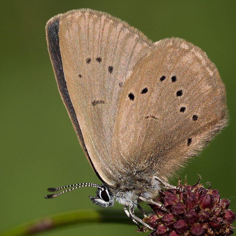 Phengaris nausithous