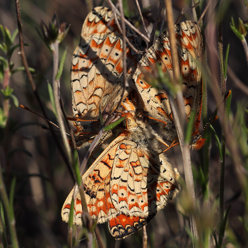 Euphydryas desfontainii