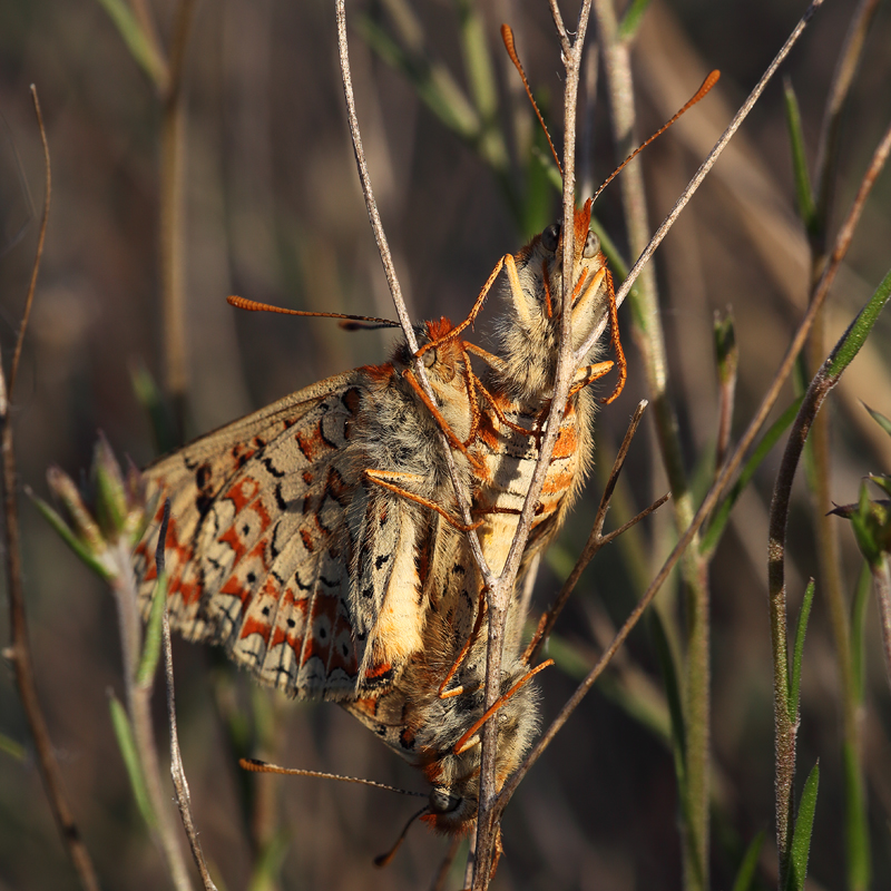 Euphydryas desfontainii