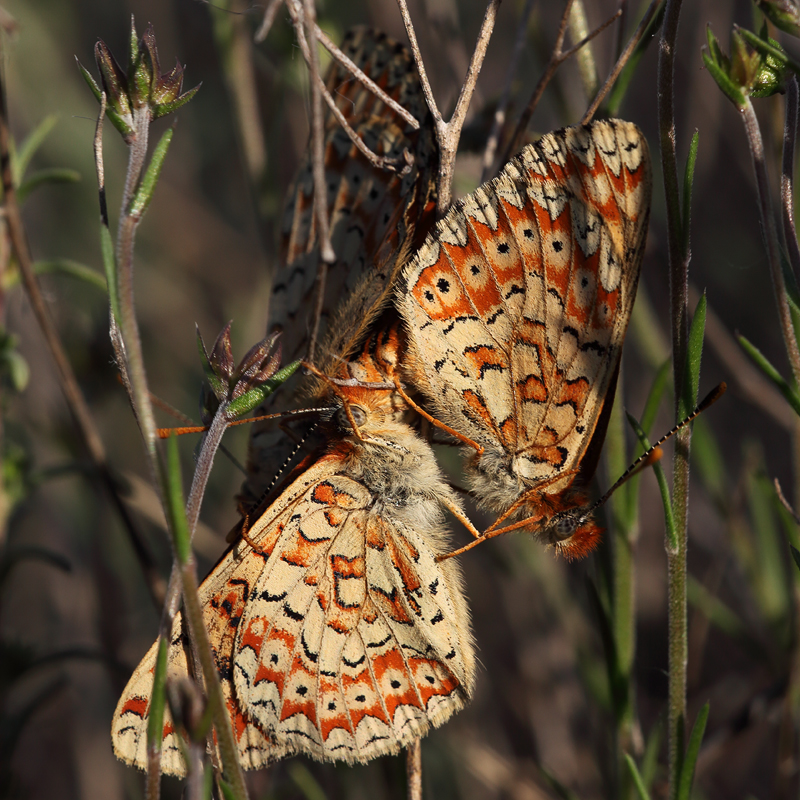 Euphydryas desfontainii