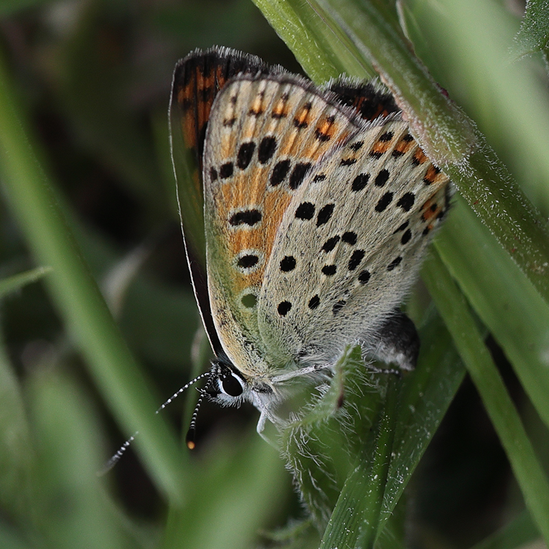 Lycaena tityrus (oviparous)