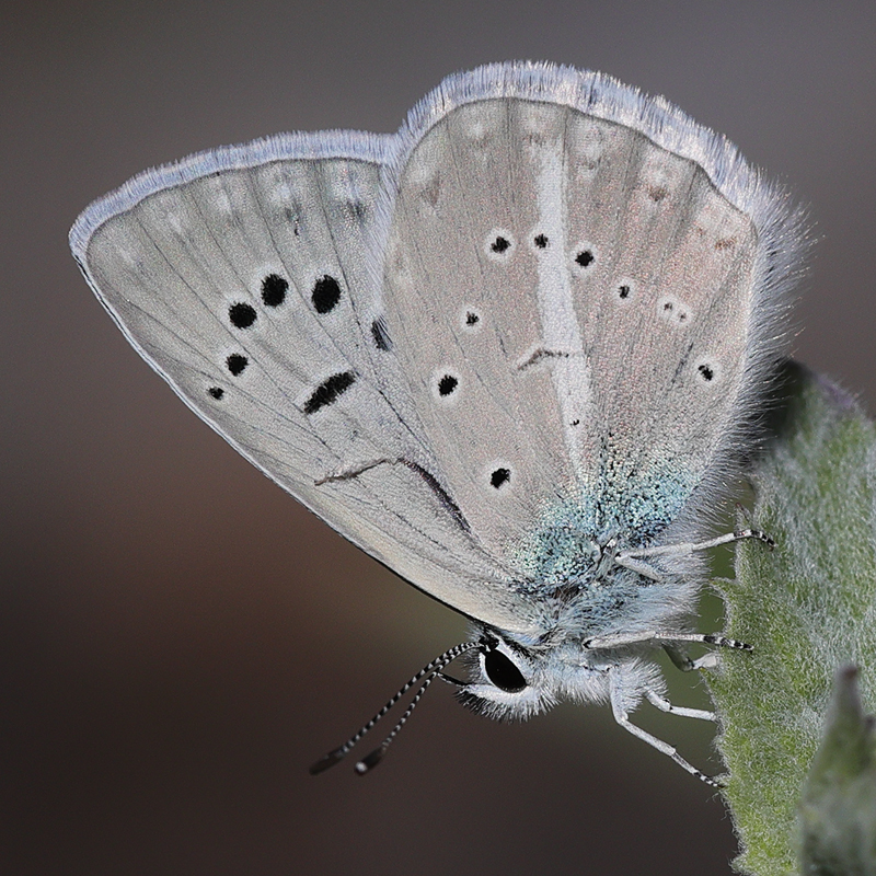 Polyommatus pseudactis