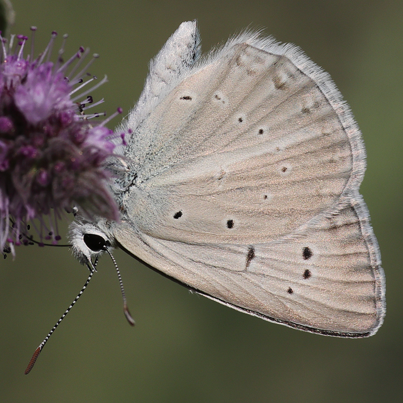 Polyommatus hopfferi
