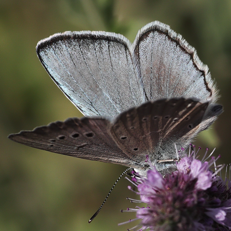 Polyommatus hopfferi