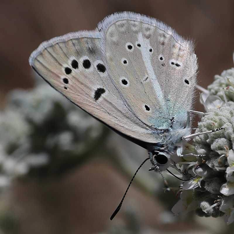Polyommatus cyaneus