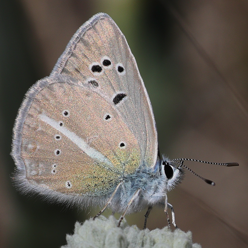Polyommatus zapvadi