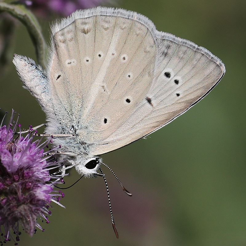 Polyommatus hopfferi