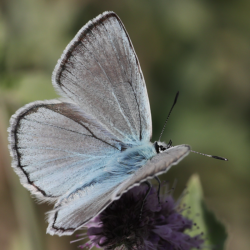Polyommatus hopfferi