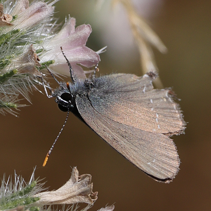 4520-Satyrium zabni