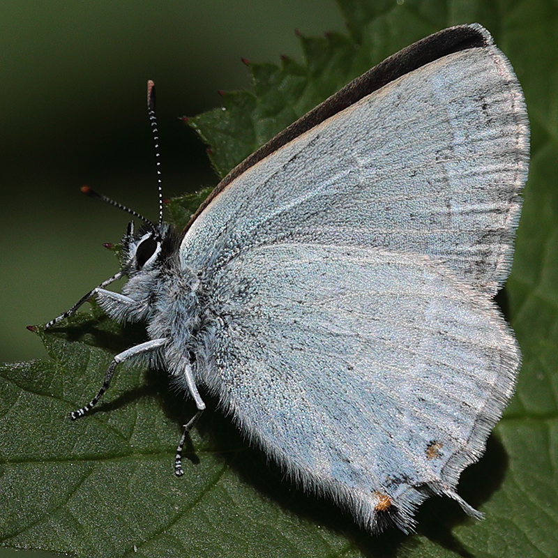 Satyrium myrtale