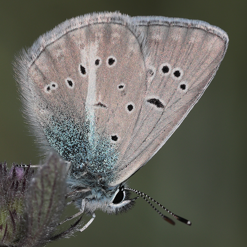 Polyommatus anticarmon