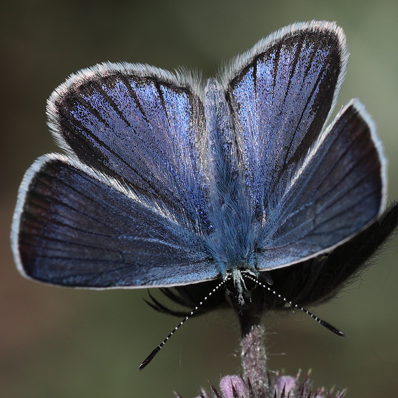 Polyommatus anticarmon