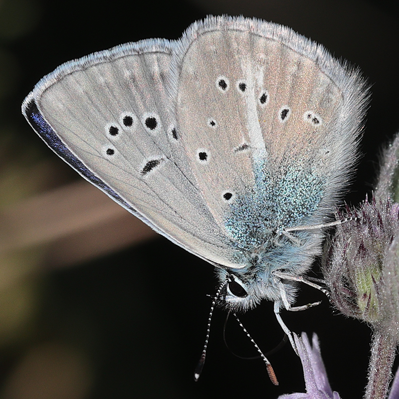 Polyommatus anticarmon