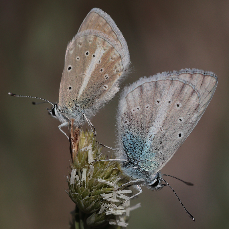 Polyommatus haigi