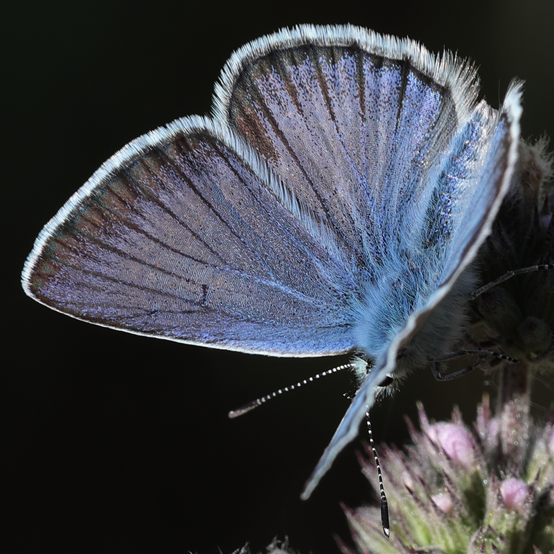 Polyommatus anticarmon