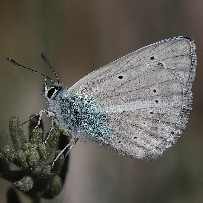 Polyommatus haigi