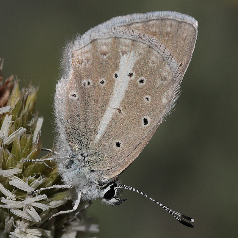 Polyommatus haigi