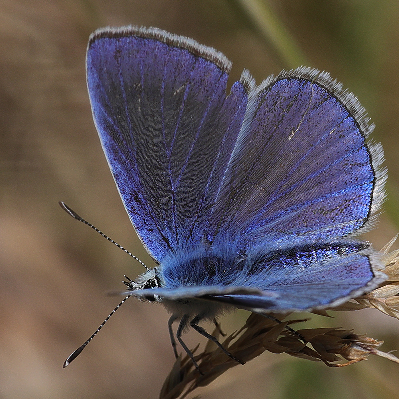 Polyommatus haigi