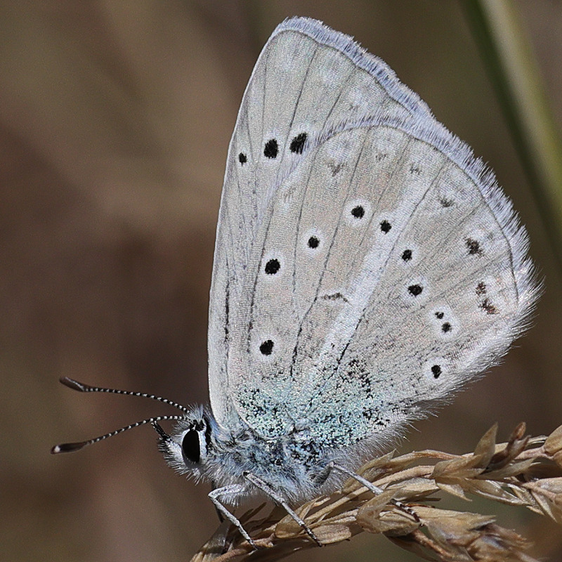 Polyommatus haigi