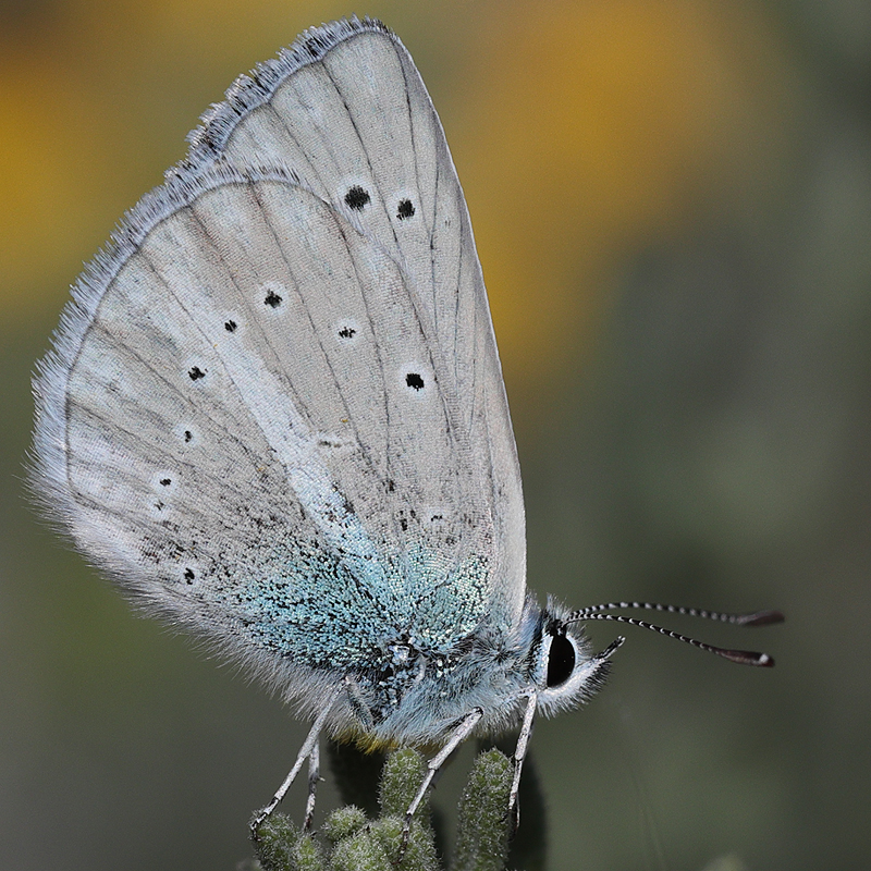 Polyommatus haigi