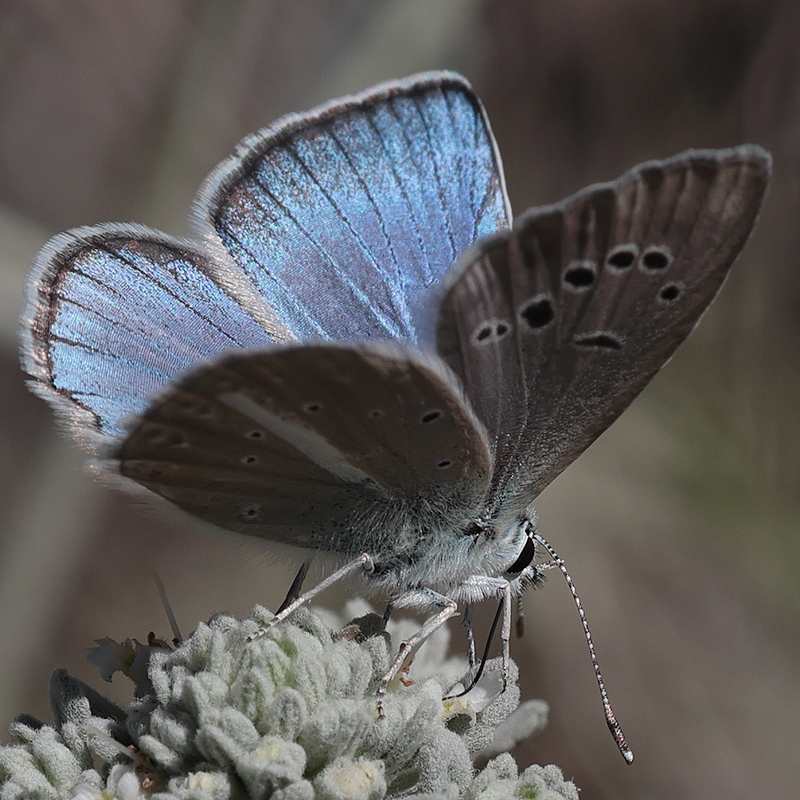 Polyommatus zapvadi