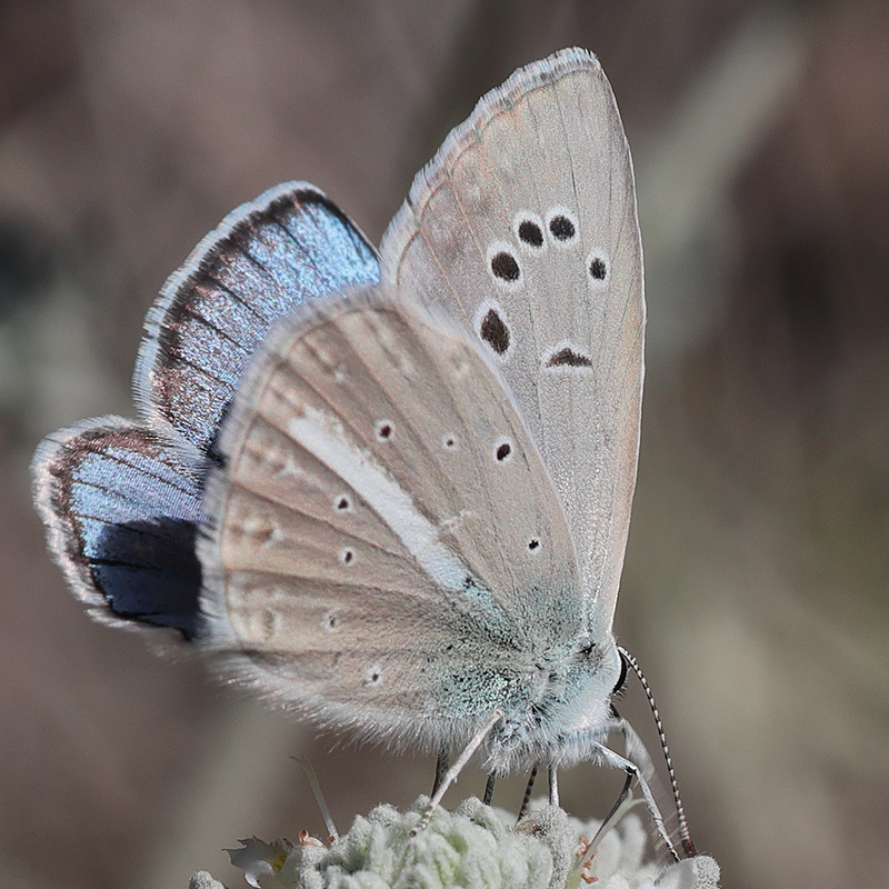 Polyommatus zapvadi