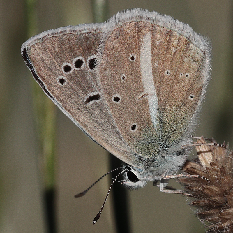 Polyommatus wagneri