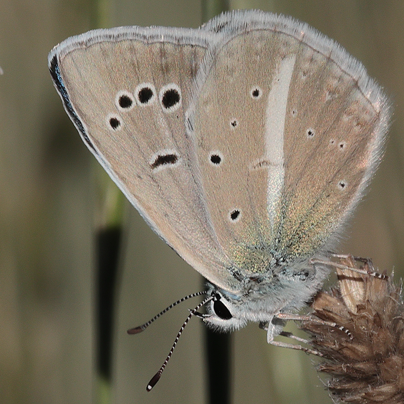 Polyommatus wagneri