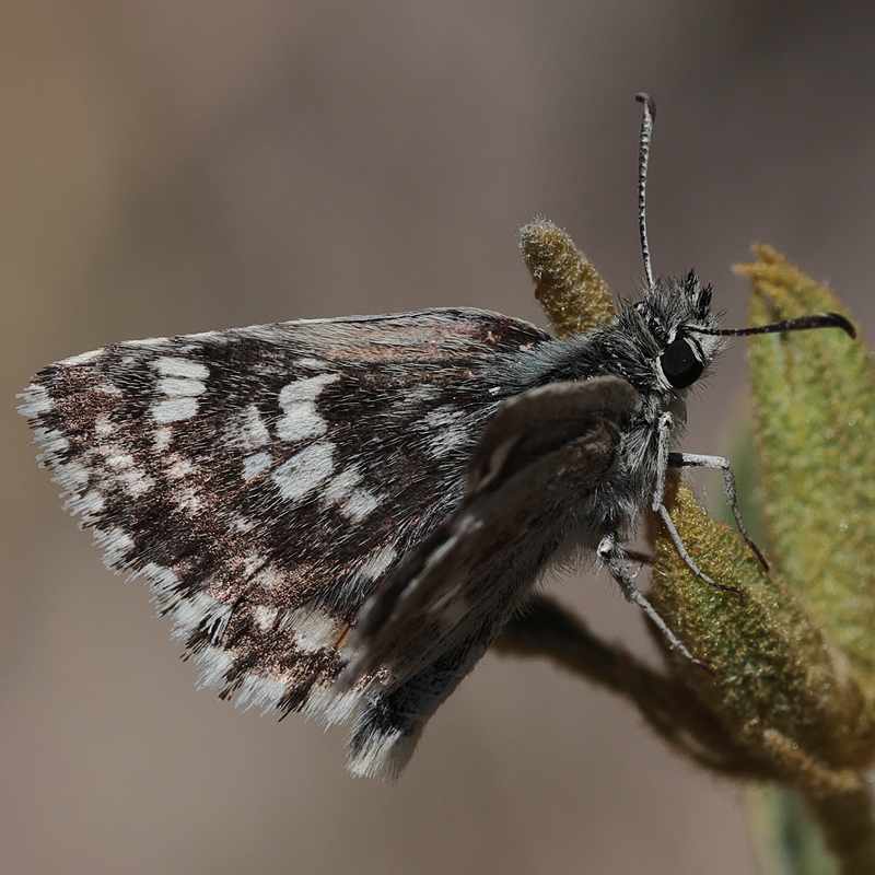 Muschampia poggei