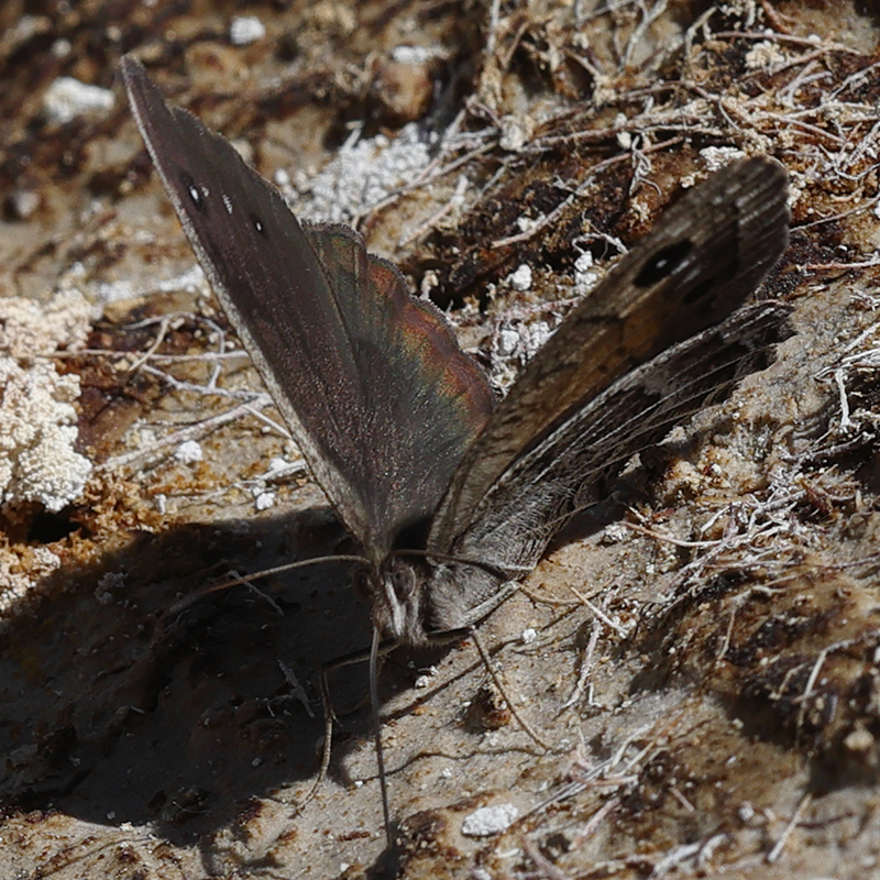 Satyrus iranicus
