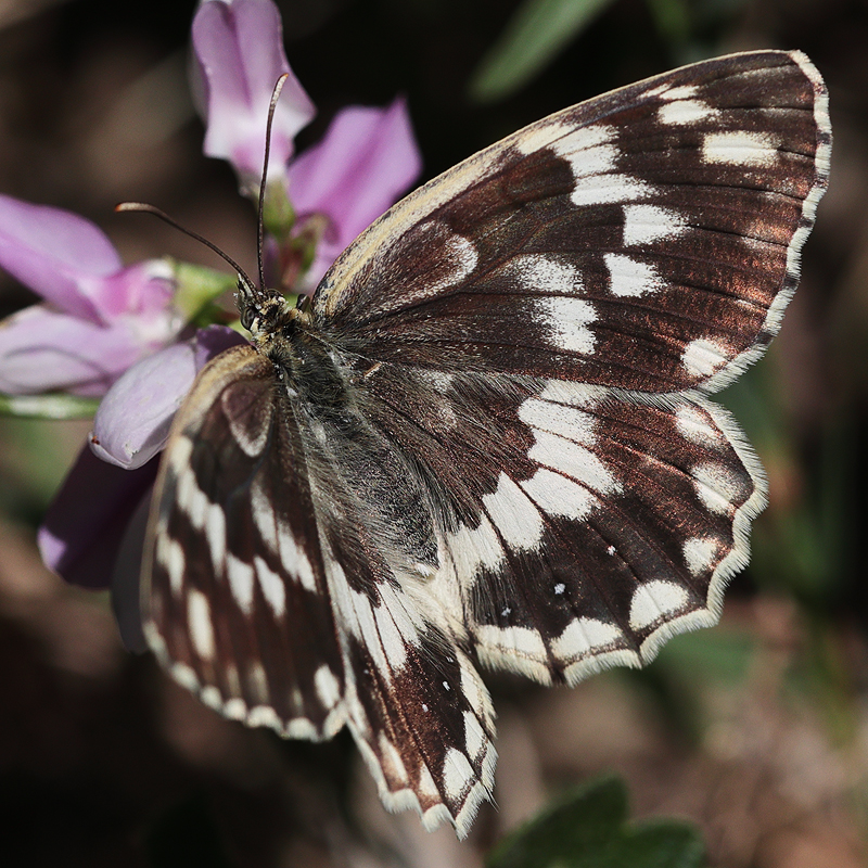 Melanargia syriacus