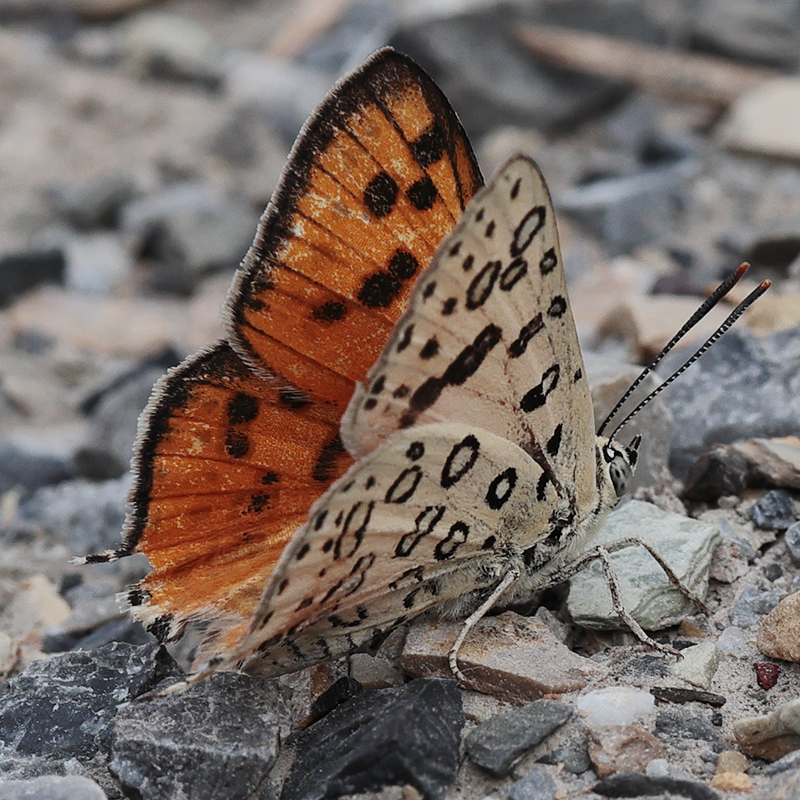 Cigaritis maxima