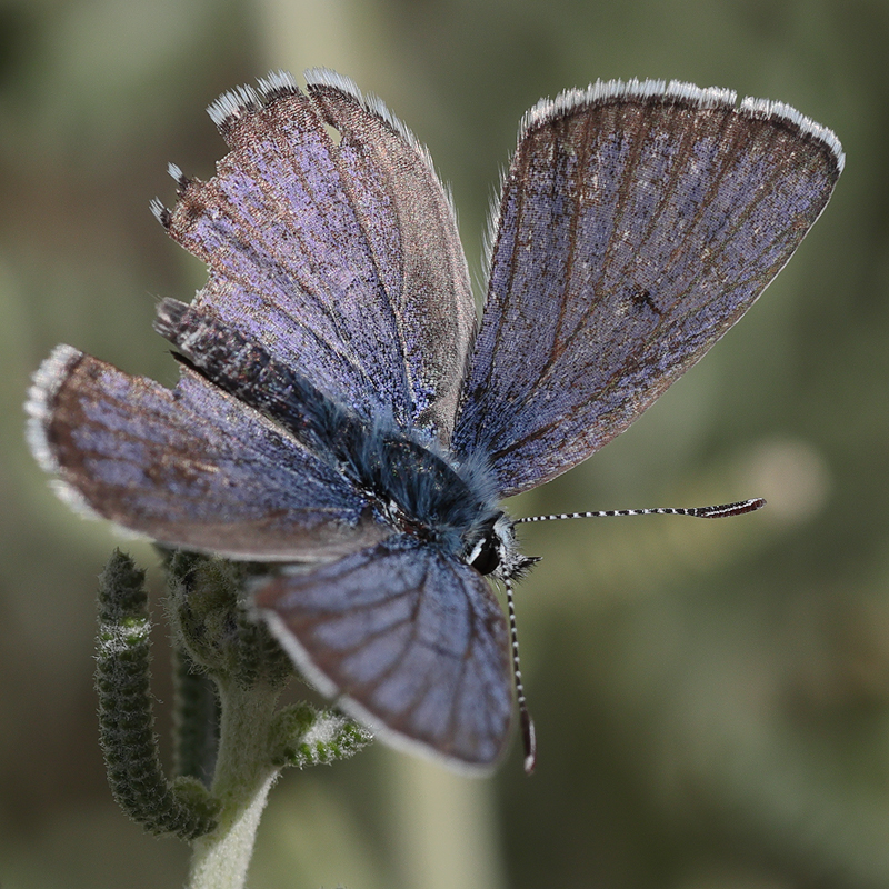 Plebejus morgianus