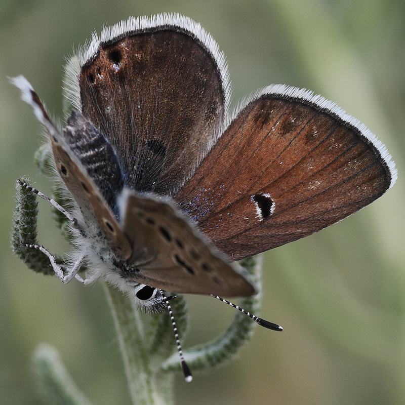 Polyommatus morgianus