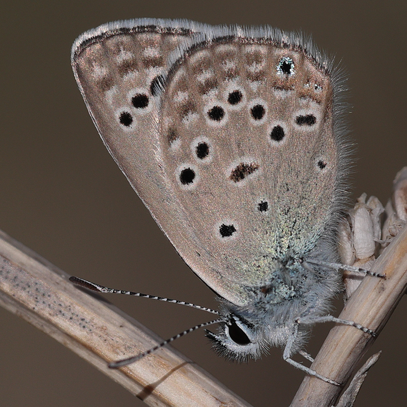Plebejus morgianus