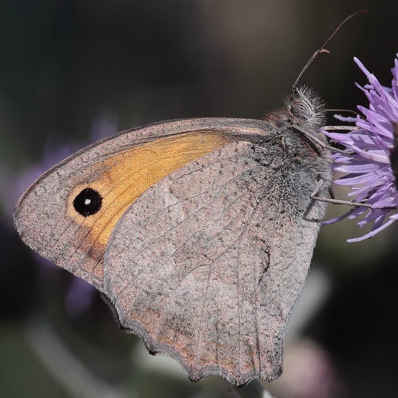 Hyponephele lycaonoides